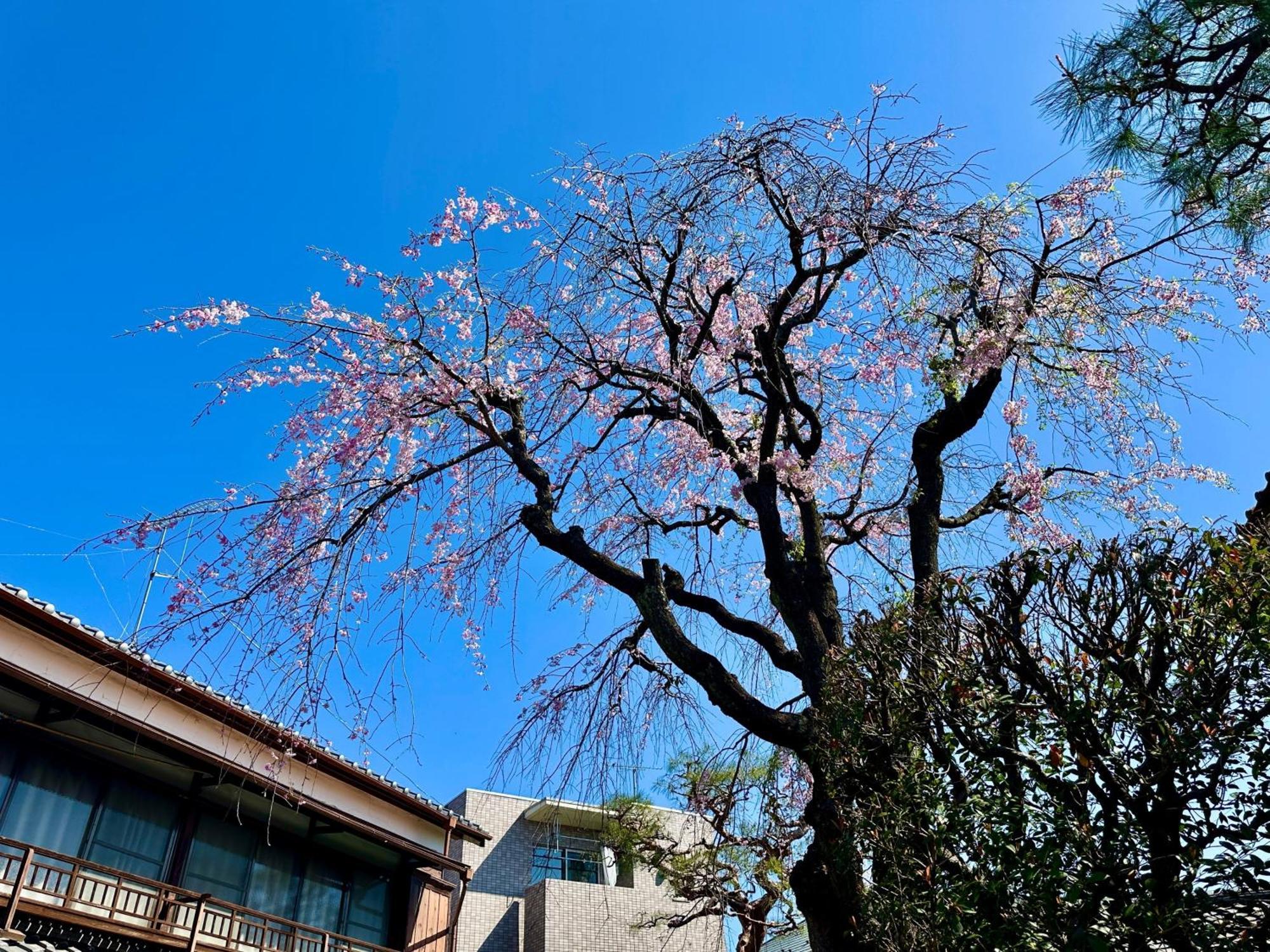 Family Or Business Travel 20 Percent Off丨200 Sqm 丨 14 Min To Shinjuku 丨century-old Japanese Garden 丨3 Parking Spaces丨4 Bedrooms *